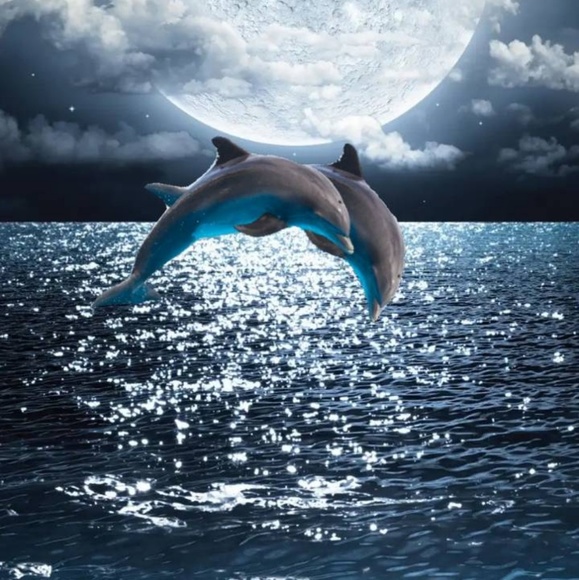 2dolphins